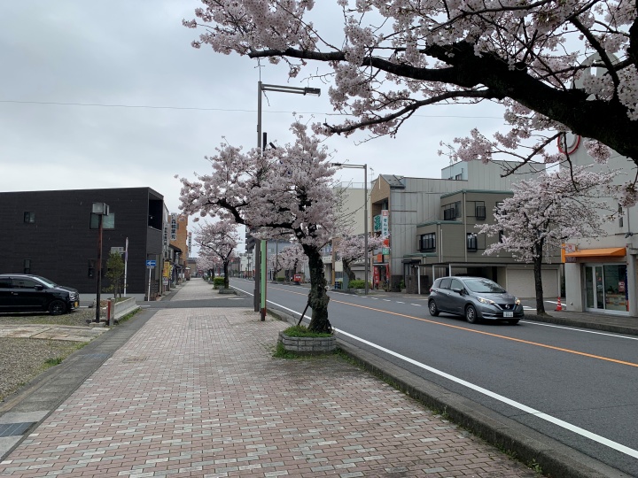 美濃路の桜